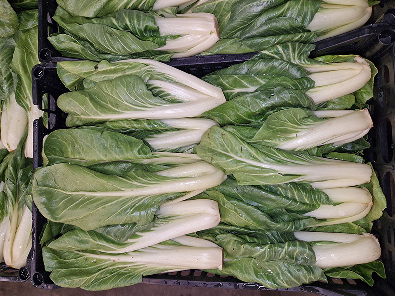 Bietole - Veneto - 1,20/1,40 euro al chilogrammo